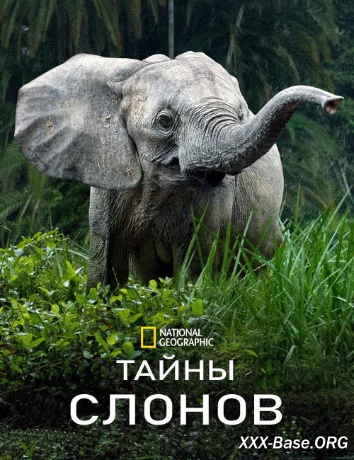 National Geographic.   | Secrets of the Elephants (1 /2023/WEB-DL/720p/1080p)