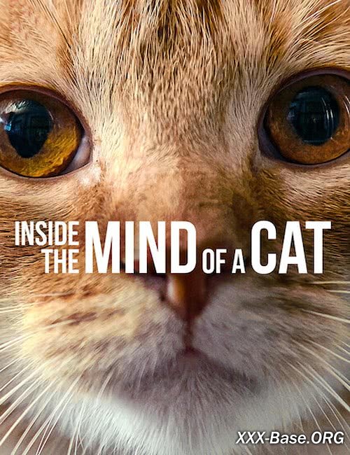 Внутри разума кошки (О чем думают кошки) | Inside the Mind of a Cat (2022/WEB-DL/1080p)