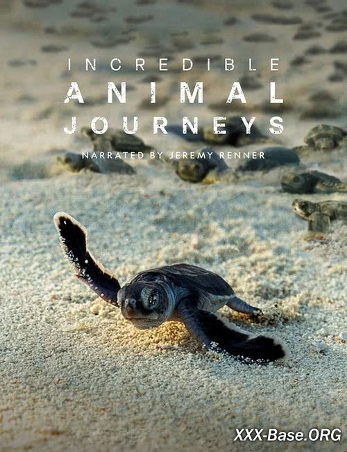 Невероятные путешествия животных | Incredible Animal Journeys (1 сезон/2023/WEB-DL/1080p)