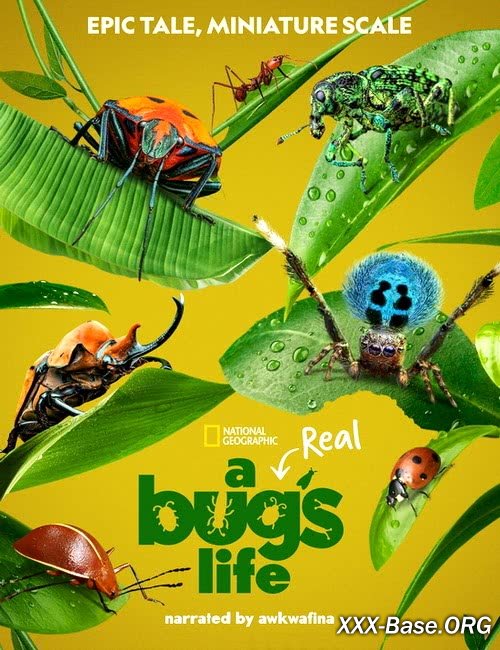 Настоящая жизнь жука | A Real Bug`s Life (1 сезон/2024/WEB-DL/1080p)