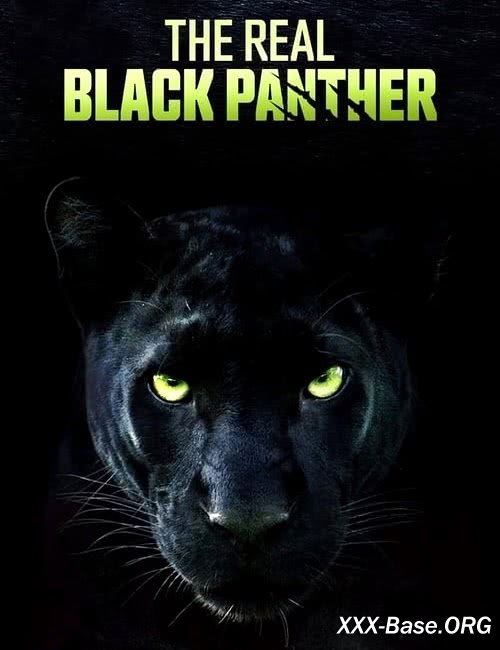 Настоящая чёрная пантера | The Real Black Panther (2020/WEB-DL/1080p)