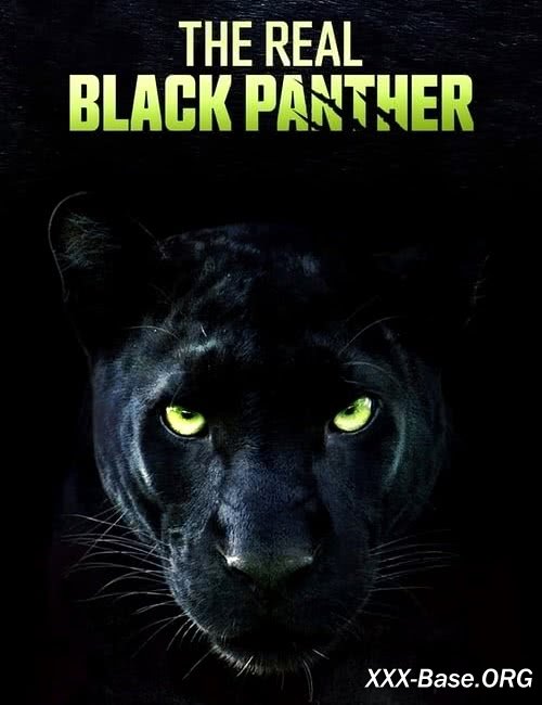    | The Real Black Panther (2020/WEB-DL/1080p)