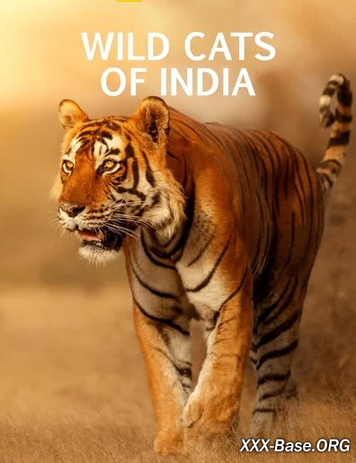 Дикие кошки Индии | Wild Cats of India (2020/WEB-DL/1080p)